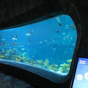 Ocean Pavilion - The Reef Exhibit - The Shelf View