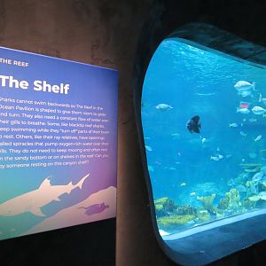 Ocean Pavilion - The Reef Exhibit - The Shelf View