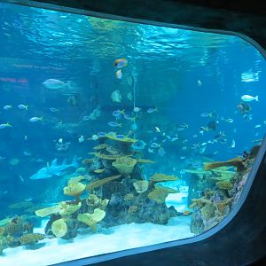 Ocean Pavilion - The Reef Exhibit - The Shelf View
