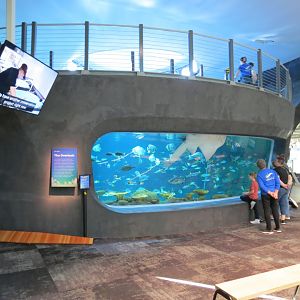 Ocean Pavilion - The Reef Exhibit - Overlook View