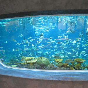 Ocean Pavilion - The Reef Exhibit - Overlook View