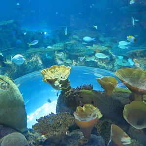 Ocean Pavilion - The Reef Exhibit - Overlook View of Entry Ceiling Window