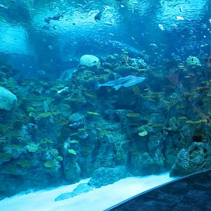 Ocean Pavilion - The Reef Exhibit - Lower Level View
