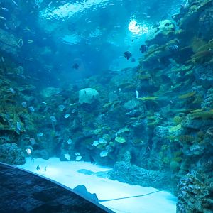 Ocean Pavilion - The Reef Exhibit - Lower Level View