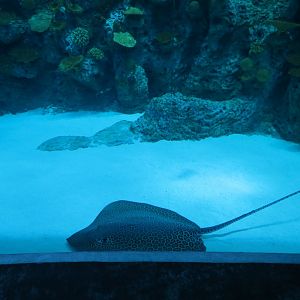 Ocean Pavilion - The Reef Exhibit - Lower Level View - Leopard Whipray