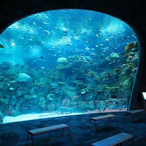Ocean Pavilion - The Reef Exhibit - Lower Level View