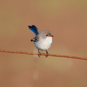 Superb Fairywren