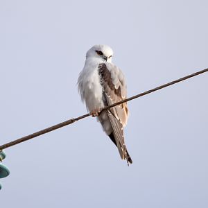 Black-shouldered Kite