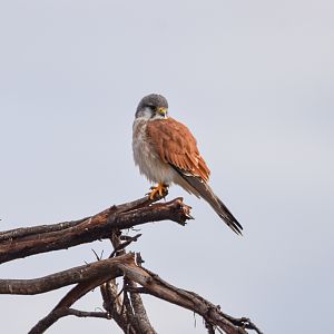 Nankeen Kestrel