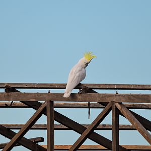 Sulphur-crested Cockatoo