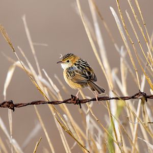 Golden-headed Cisticola