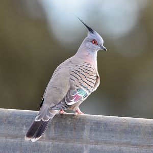 Crested Pigeon