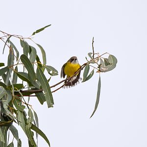 White-throated Gerygone