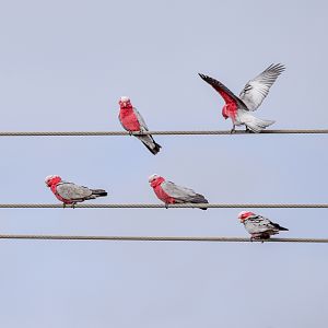Galahs