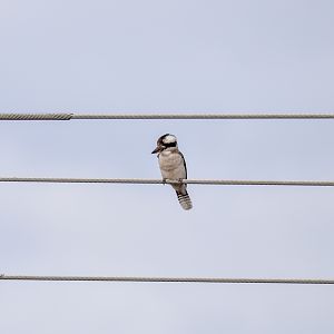 Laughing Kookaburra