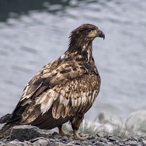 Bald Eagle - Alaska