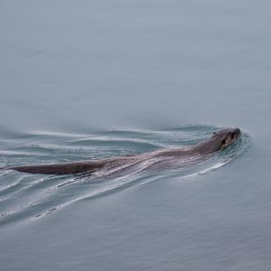 River Otter - Alaska