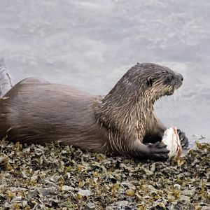 River Otter - Alaska