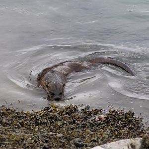 River Otter - Alaska