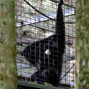 Siamang - Wildlife HQ
