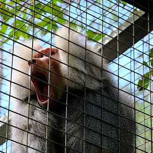 Hamadryas Baboon - Wildlife HQ