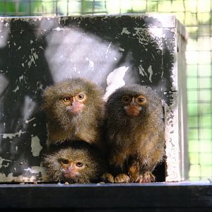 Pygmy Marmoset - Wildlife HQ