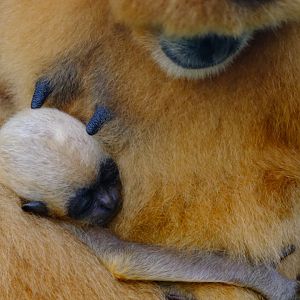 Tien / Xoai Nhi - Wildlife HQ