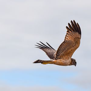 Spotted Harrier