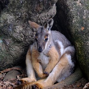 Rock Wallaby - Wildlife HQ