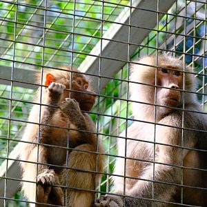 Hamadryas Baboon - Wildlife HQ