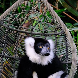 Black and White Ruffed Lemur - Wildlife HQ
