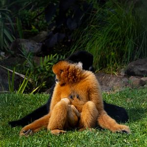 Tao / Tien / Xoai Nhi - Wildlife HQ