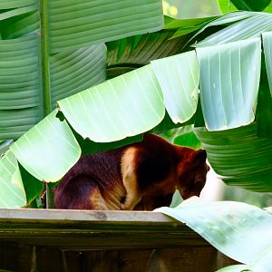 Goodfellow's Tree-Kangaroo - Wildlife HQ