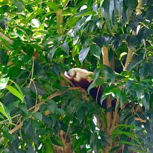 Red Panda - WIldlife HQ