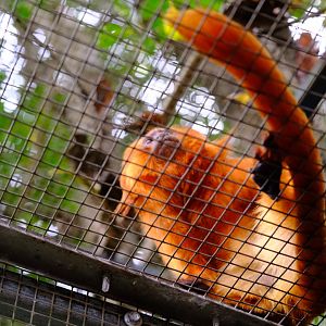 Golden Lion Tamarin - WIldlife HQ