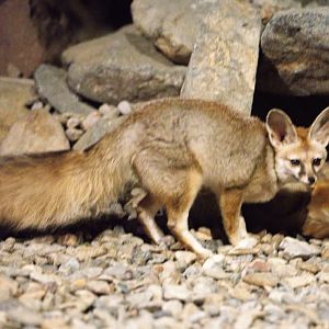 Blanford's Fox,  Al Hefaiyah Conservation Centre
