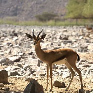 Arabian Gazelle, Al Hefaiyah Conservation Centre