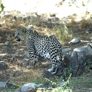 Arabian Leopard,  Al Hefaiyah Conservation Centre