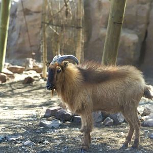 Arabian Tahr,  Al Hefaiyah Conservation Centre