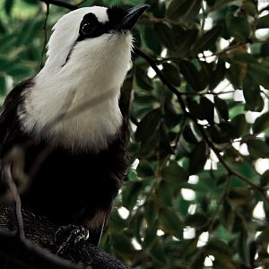 Sumatran Laughingthrush (Garruluax bicolor)