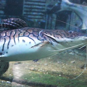 Reticulated sorubim (Pseudoplatystoma reticulatum) - Jawa Timur Park 1