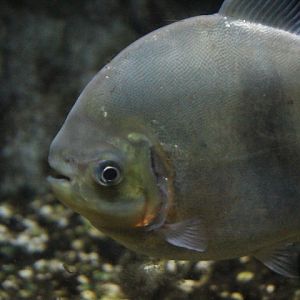 Aylan's myleus  (Myloplus aylan) - Jawa Timur Park 1