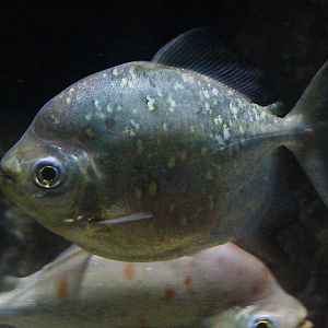 Orange-spotted myleus (Myloplus asterias) - Jawa Timur Park 1