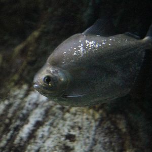 Bighead silver dollar (Metynnis altidorsalis) - Jawa Timur Park 1