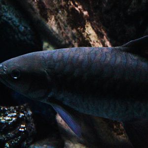 Blue mahseer (Neolissochilus stracheyi) - Jawa Timur Park 1
