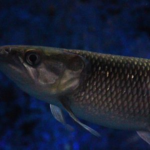 African pike characin (Hepsetus odoe) - Jawa Timur Park 1