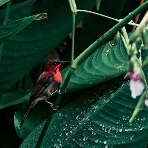Wild Crimson Sunbird (Aethopyga siparaja)