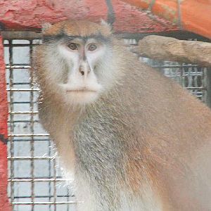 West African patas monkey  (Erythrocebus patas patas) - Batu Ekonomis Park