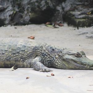 Colombian spotted caiman (Caiman crocodilus crocodilus) - Batu Ekonomis Park