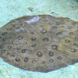 Ocellate river stingray (Potamotrygon motoro) - Batu Ekonomis Park